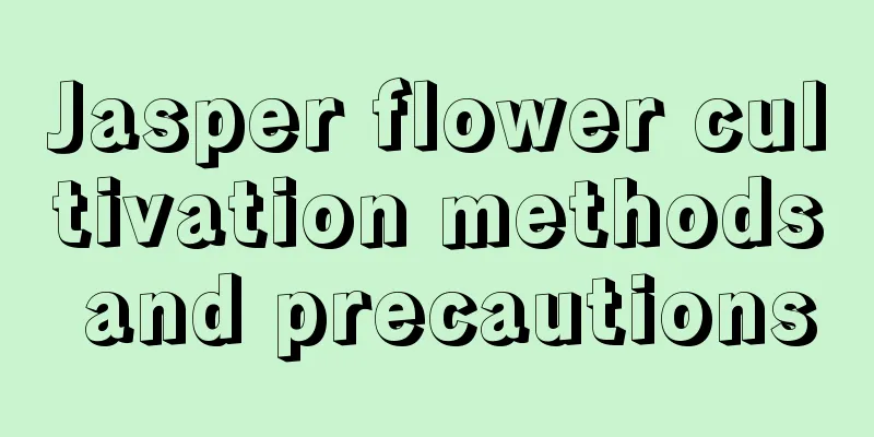 Jasper flower cultivation methods and precautions