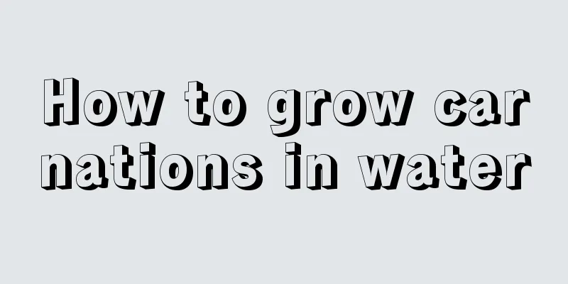 How to grow carnations in water