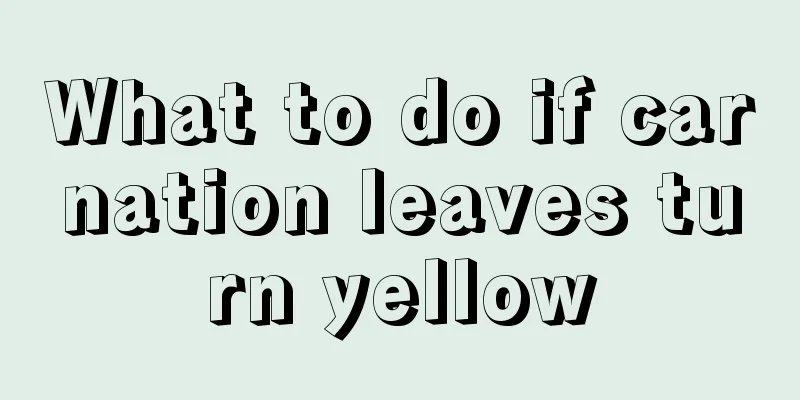 What to do if carnation leaves turn yellow