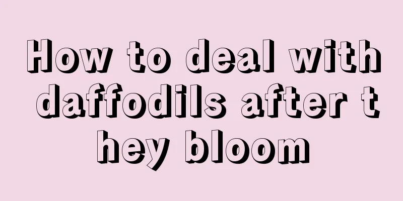 How to deal with daffodils after they bloom