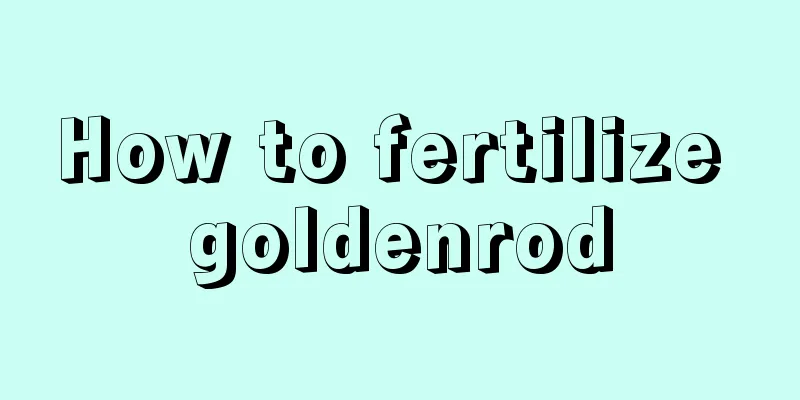 How to fertilize goldenrod