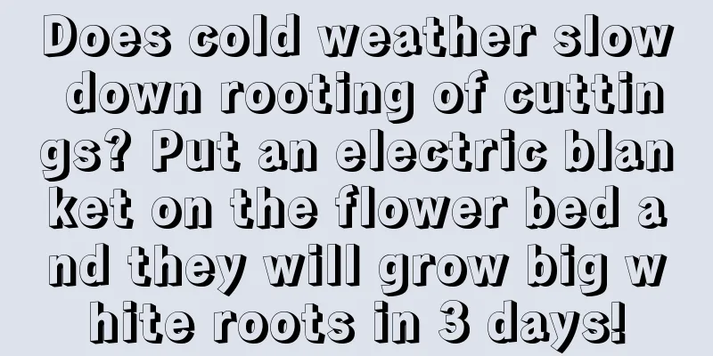 Does cold weather slow down rooting of cuttings? Put an electric blanket on the flower bed and they will grow big white roots in 3 days!