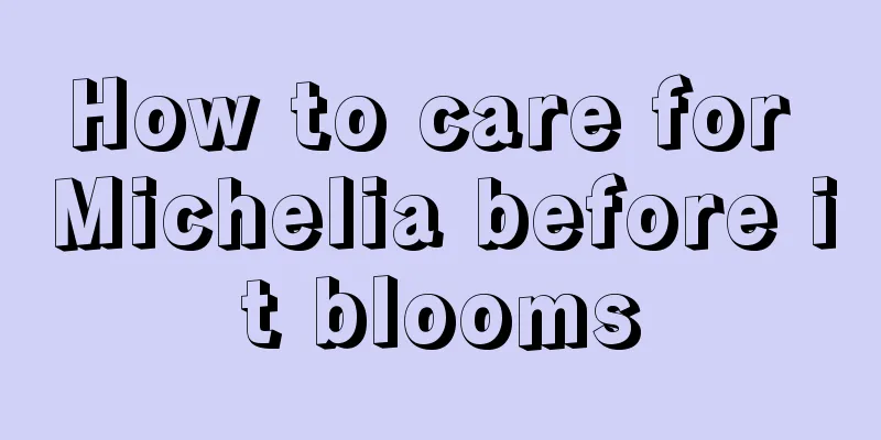 How to care for Michelia before it blooms