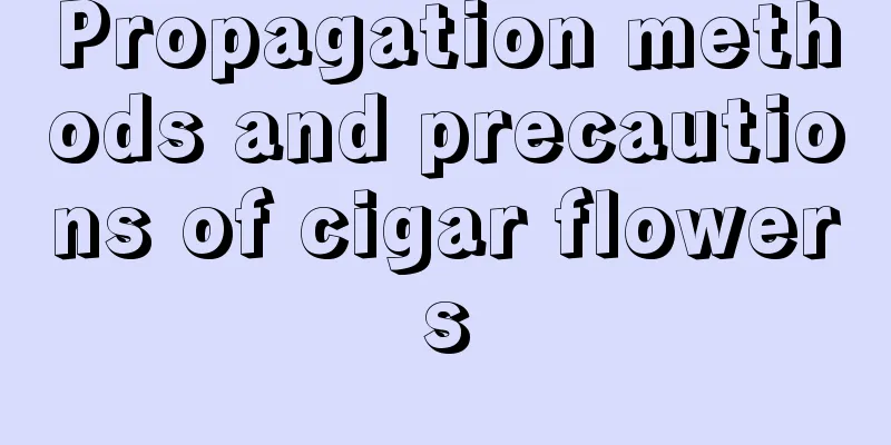 Propagation methods and precautions of cigar flowers