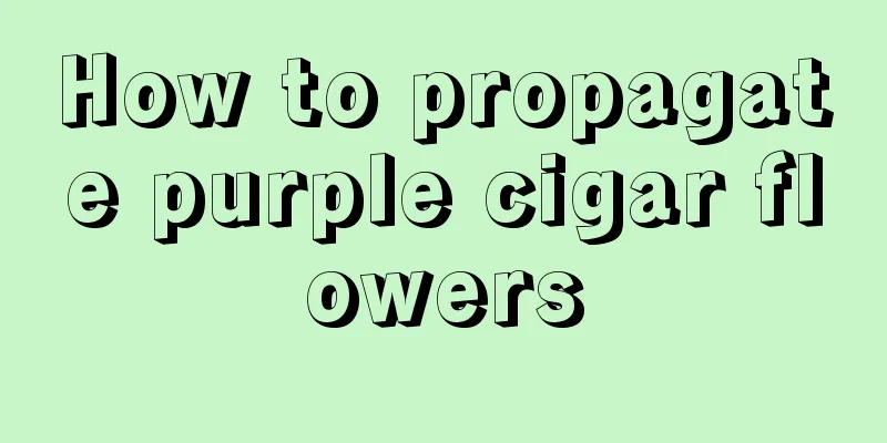 How to propagate purple cigar flowers