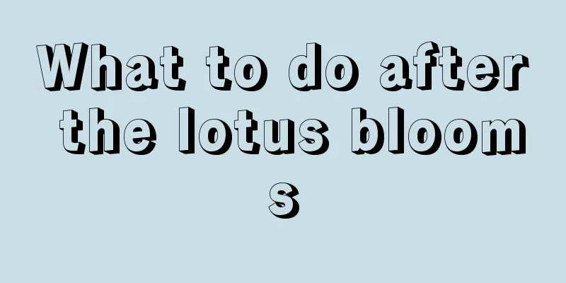 What to do after the lotus blooms