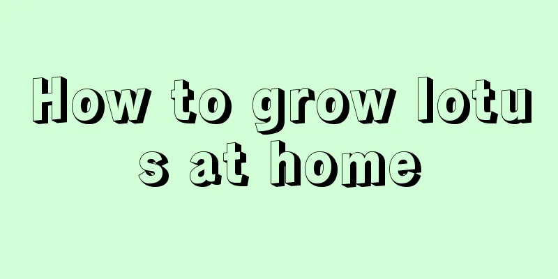 How to grow lotus at home