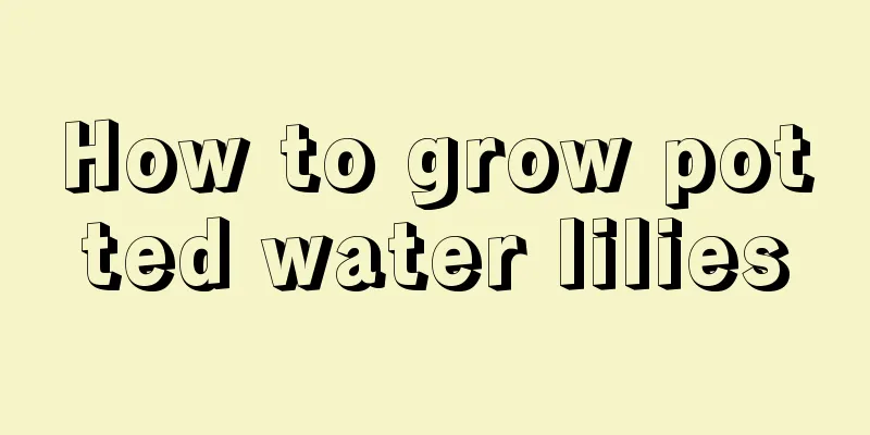 How to grow potted water lilies