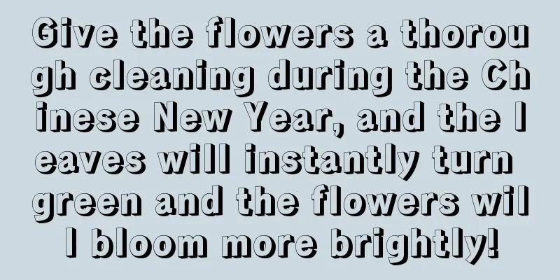 Give the flowers a thorough cleaning during the Chinese New Year, and the leaves will instantly turn green and the flowers will bloom more brightly!