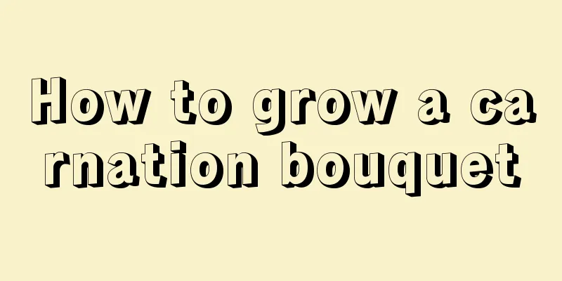 How to grow a carnation bouquet