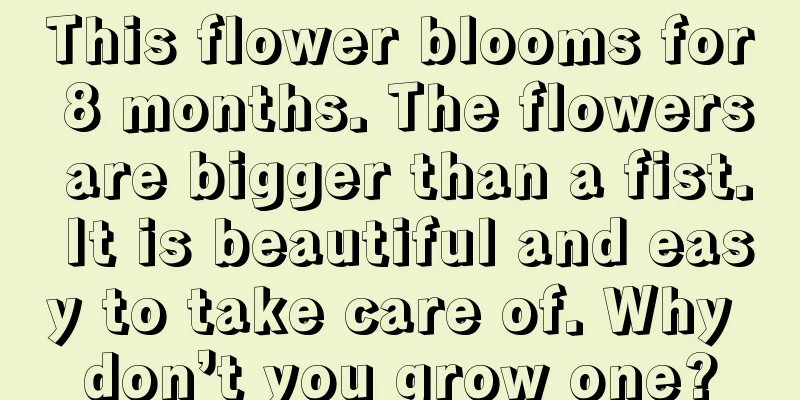 This flower blooms for 8 months. The flowers are bigger than a fist. It is beautiful and easy to take care of. Why don’t you grow one?