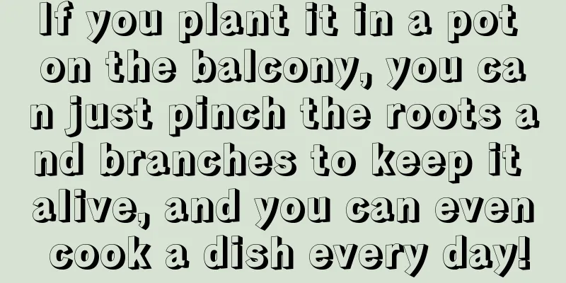 If you plant it in a pot on the balcony, you can just pinch the roots and branches to keep it alive, and you can even cook a dish every day!