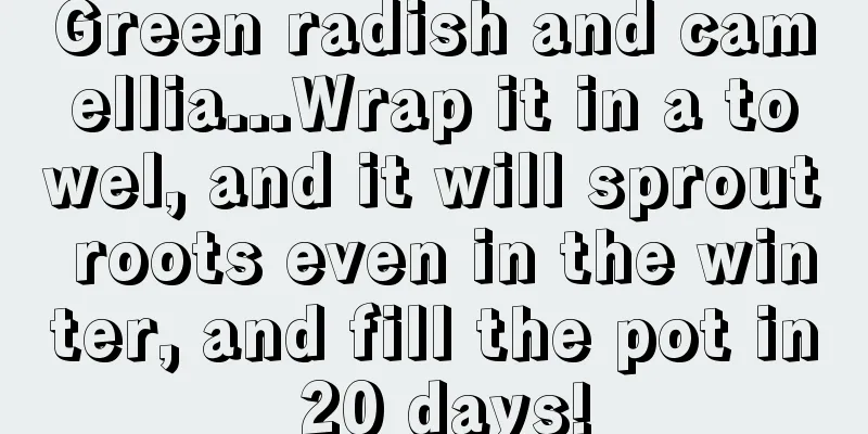 Green radish and camellia...Wrap it in a towel, and it will sprout roots even in the winter, and fill the pot in 20 days!