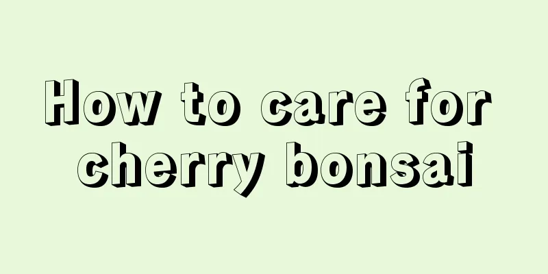 How to care for cherry bonsai