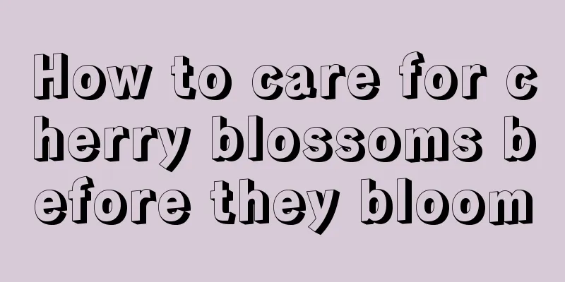 How to care for cherry blossoms before they bloom