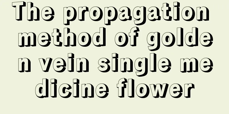 The propagation method of golden vein single medicine flower