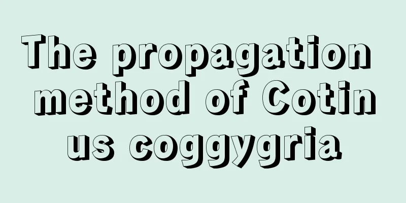 The propagation method of Cotinus coggygria