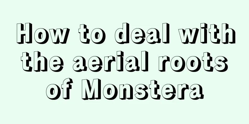 How to deal with the aerial roots of Monstera