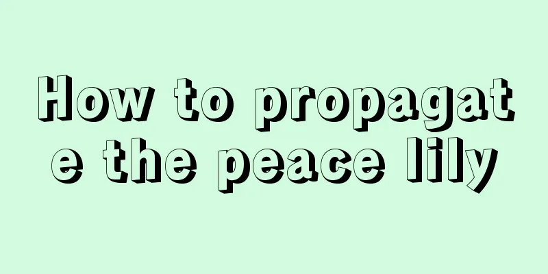 How to propagate the peace lily