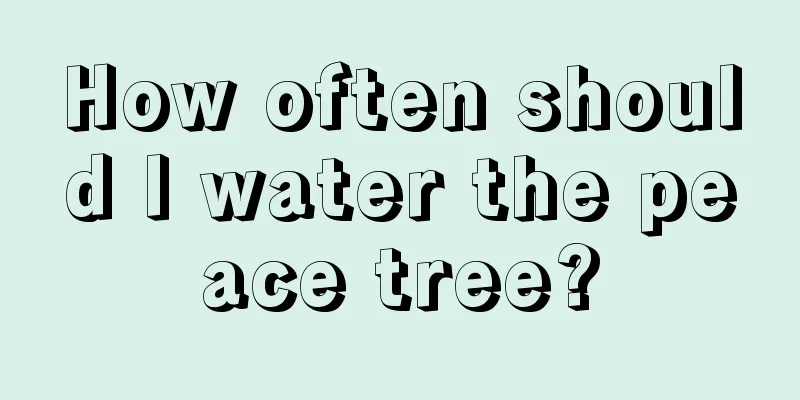 How often should I water the peace tree?