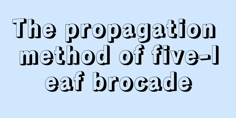 The propagation method of five-leaf brocade