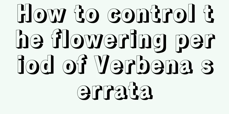 How to control the flowering period of Verbena serrata