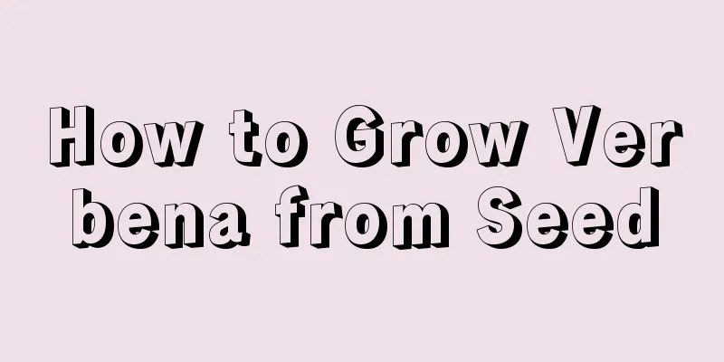 How to Grow Verbena from Seed