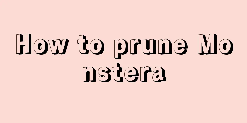 How to prune Monstera