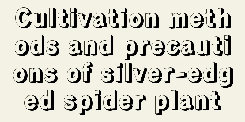 Cultivation methods and precautions of silver-edged spider plant