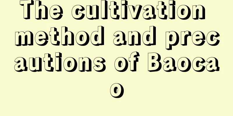 The cultivation method and precautions of Baocao