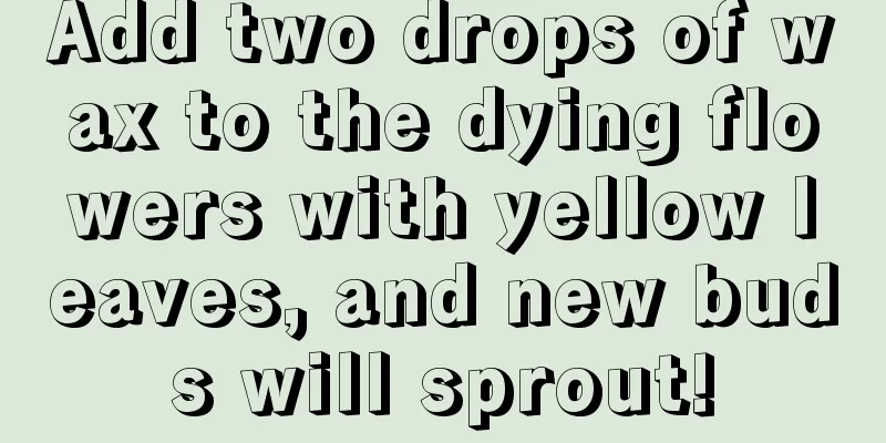 Add two drops of wax to the dying flowers with yellow leaves, and new buds will sprout!