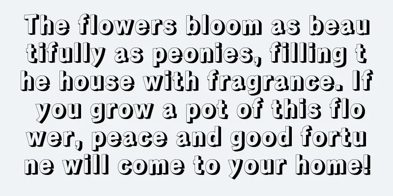 The flowers bloom as beautifully as peonies, filling the house with fragrance. If you grow a pot of this flower, peace and good fortune will come to your home!