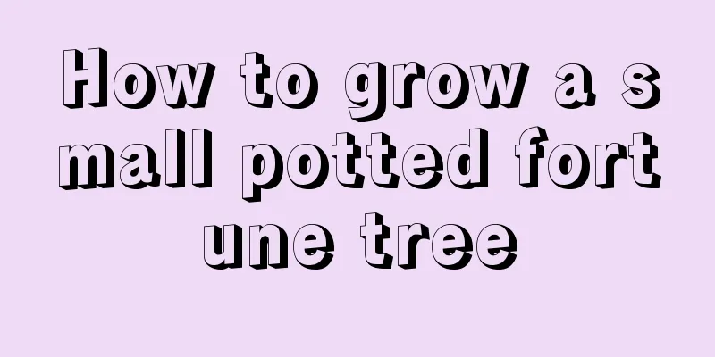 How to grow a small potted fortune tree