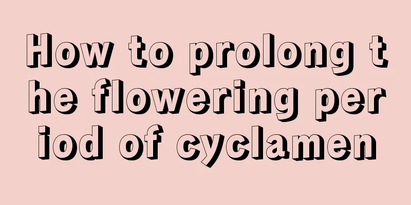 How to prolong the flowering period of cyclamen