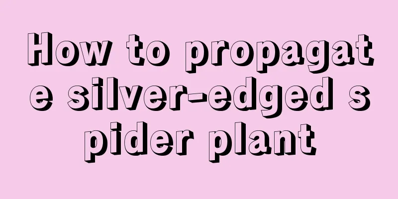 How to propagate silver-edged spider plant