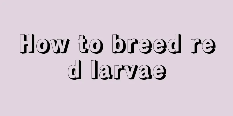 How to breed red larvae