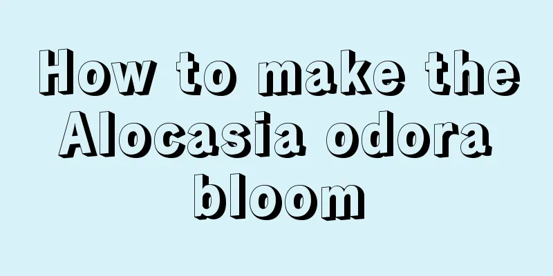 How to make the Alocasia odora bloom