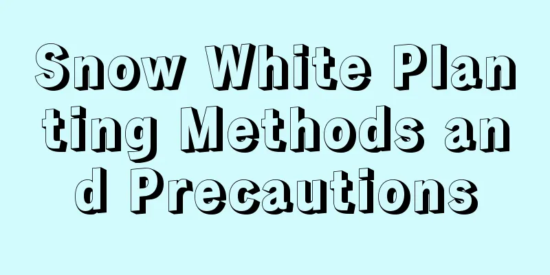 Snow White Planting Methods and Precautions