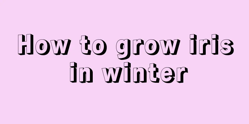 How to grow iris in winter