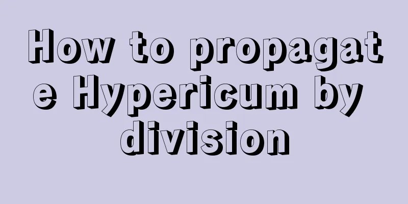 How to propagate Hypericum by division