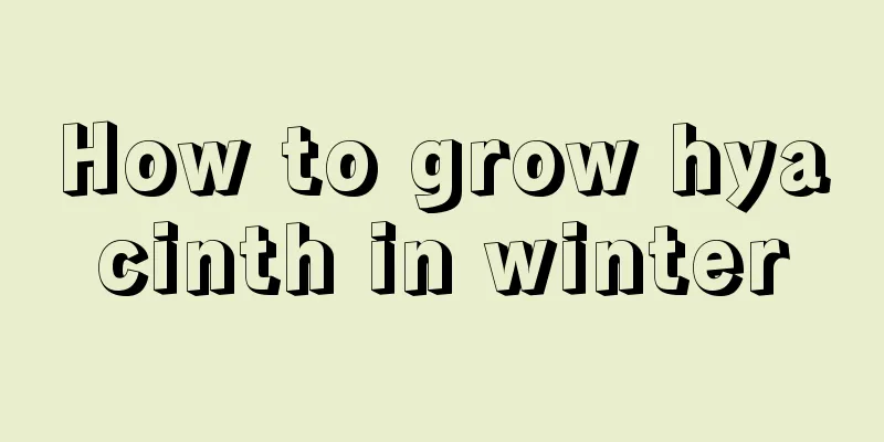 How to grow hyacinth in winter