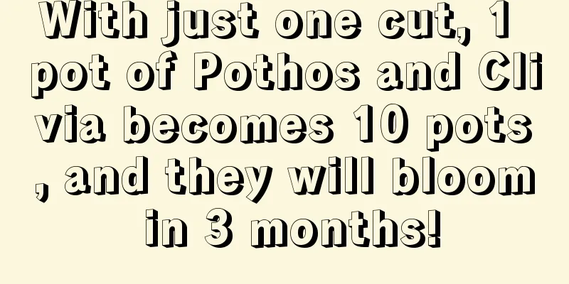 With just one cut, 1 pot of Pothos and Clivia becomes 10 pots, and they will bloom in 3 months!