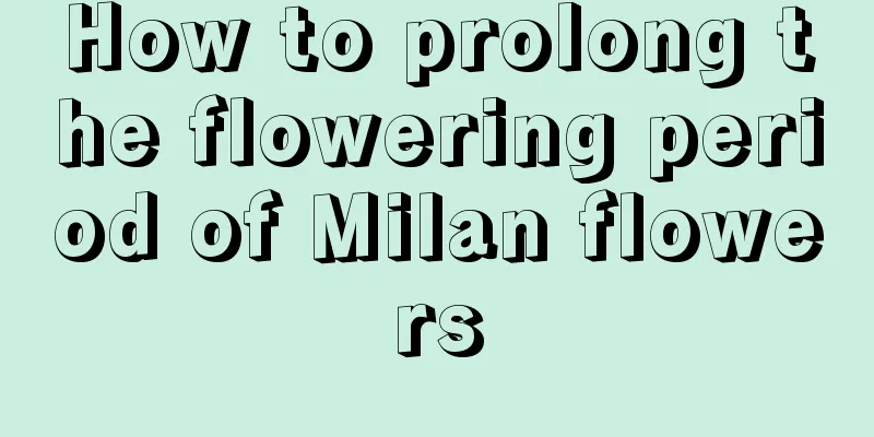 How to prolong the flowering period of Milan flowers