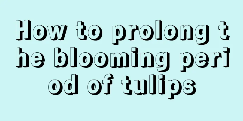 How to prolong the blooming period of tulips