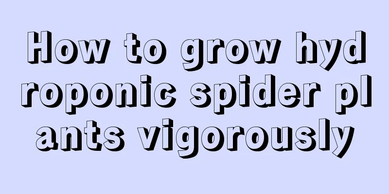 How to grow hydroponic spider plants vigorously