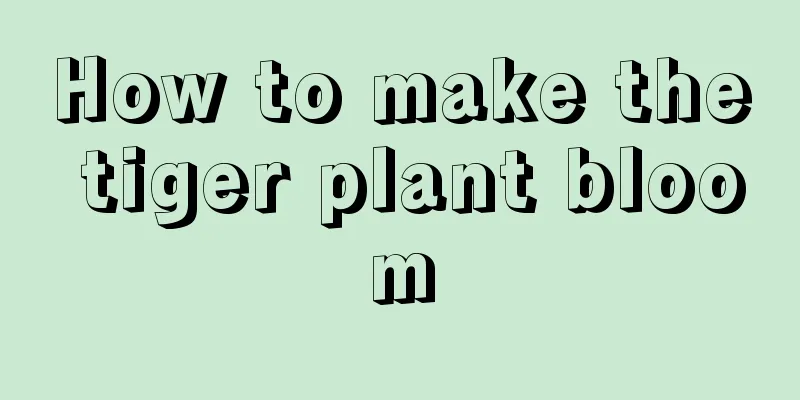 How to make the tiger plant bloom