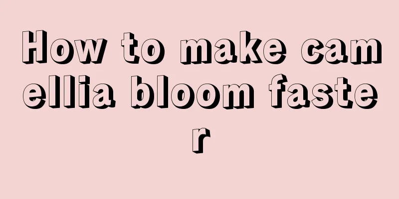 How to make camellia bloom faster