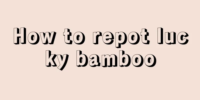 How to repot lucky bamboo