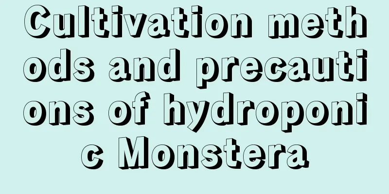 Cultivation methods and precautions of hydroponic Monstera