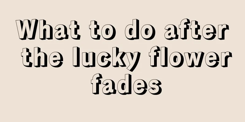 What to do after the lucky flower fades